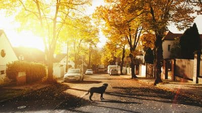 Quiet autumn neighborhood street with dog and fallen leaves