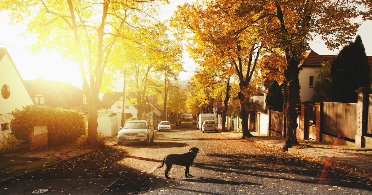 Quiet autumn neighborhood street with dog and fallen leaves